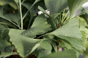 Picture of Ginkgo